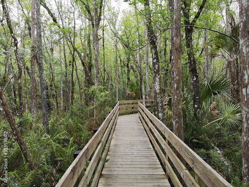 Path over the swamp