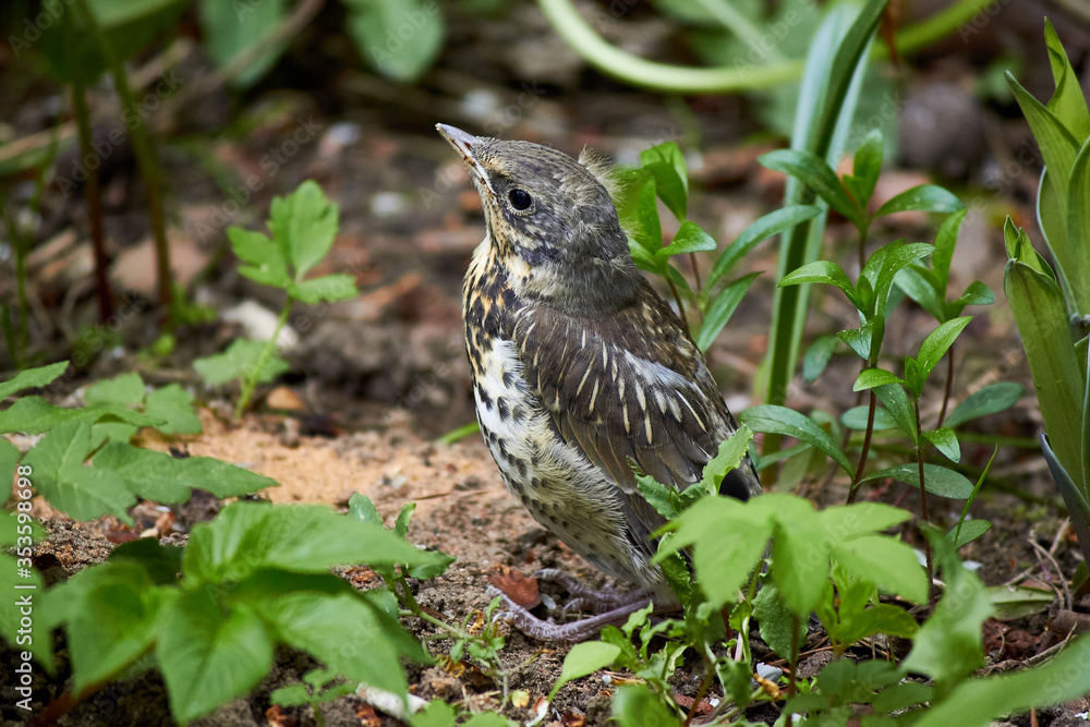 A grown chick of a fieldfare (Turdus pilaris) sits on the ground
A grown chick of a fieldfare (Turdus pilaris) sits on the ground