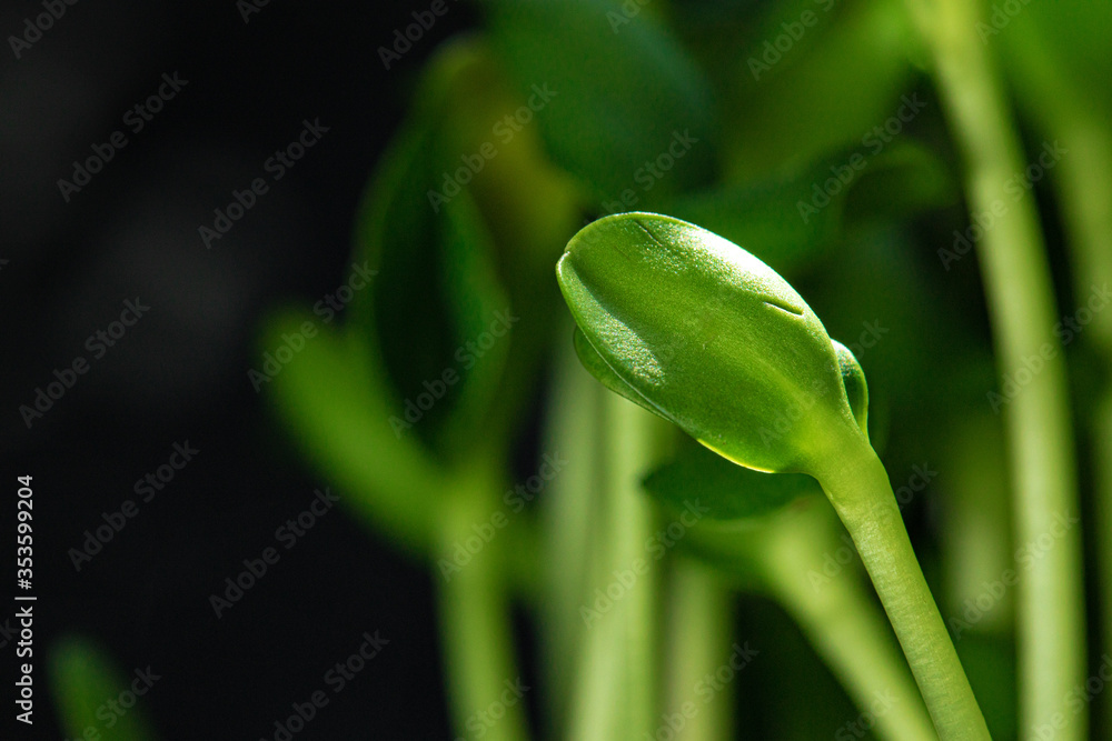 Young baby plant sprouts close up against black background Young baby plant sprouts close up against black background