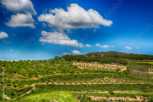 landscape of the fields of navarra with olive trees