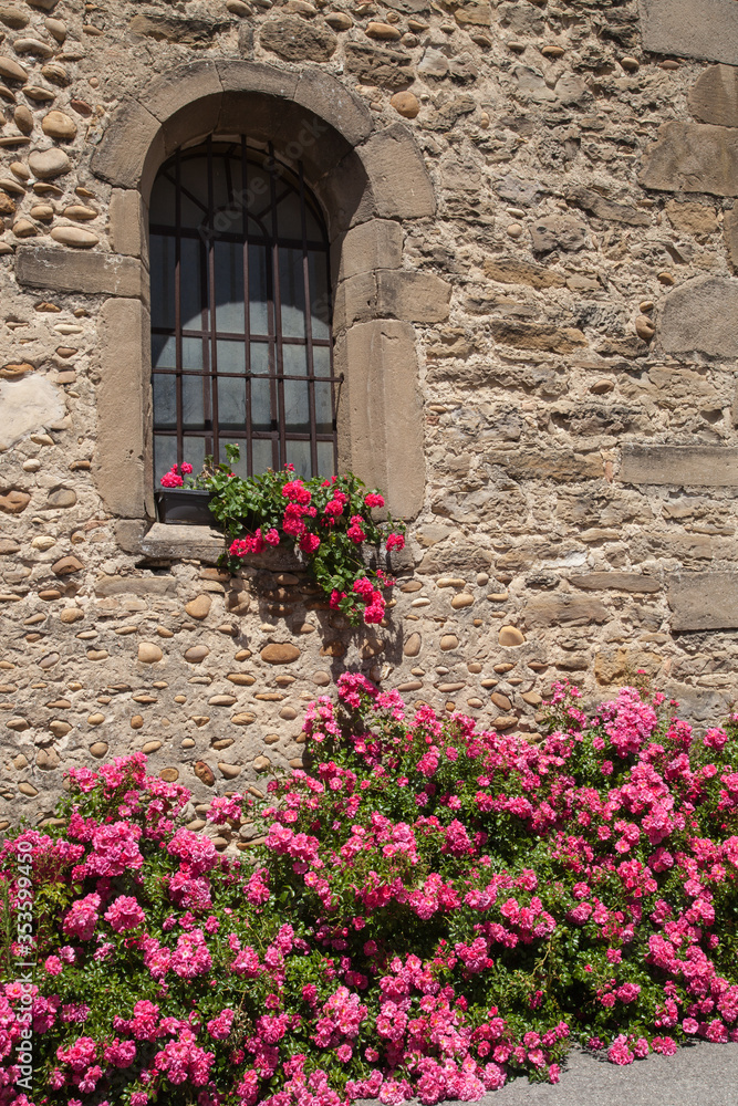 Rosiers en fleurs au pied du mur de l'église