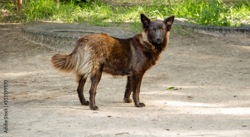 a beautiful lonely belgian dog ​​of dark brown, gray and black colors in a clearing looks with sad eyes into the camera lens, looks a bit like a wolf