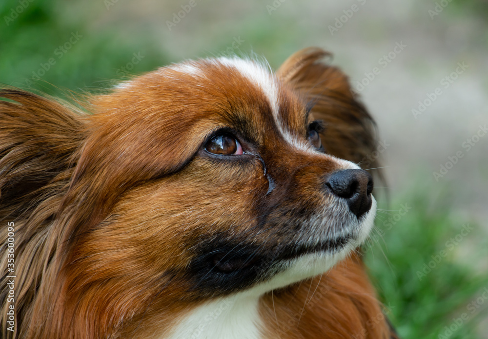 beautiful cute papillon breed dog, portrait, gullible look, butterfly-like ears, colors - brown, red, white