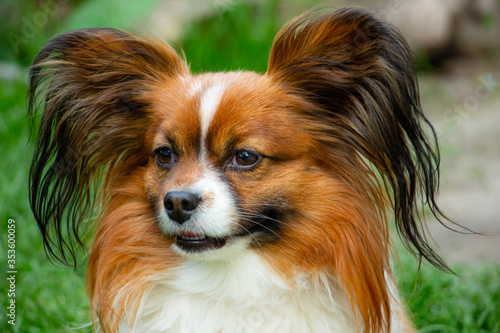 beautiful cute papillon breed dog, portrait, gullible look, butterfly-like ears, colors - brown, red, white