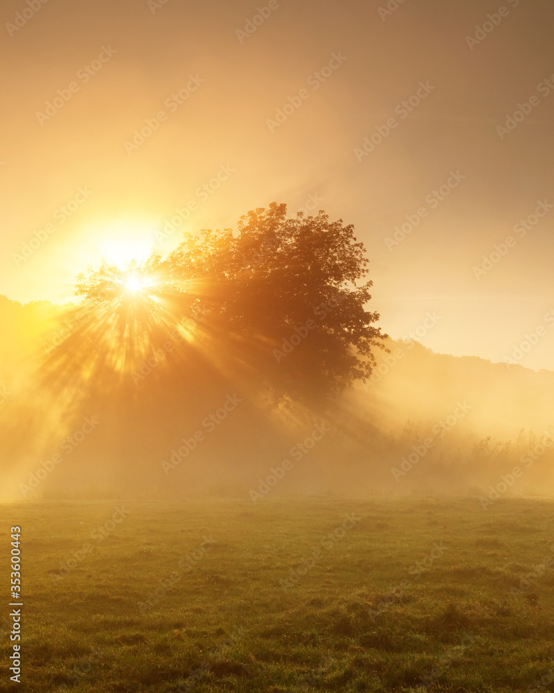 the foggy morning the foggy morning