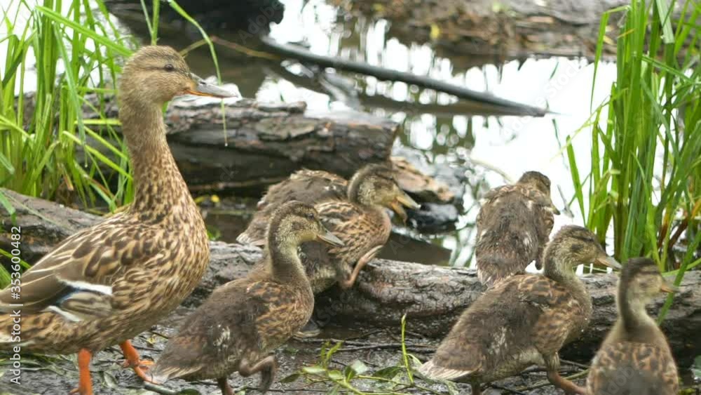 Ducks run into the water in slow motion 240fps Ducks run into the water in slow motion 240fps