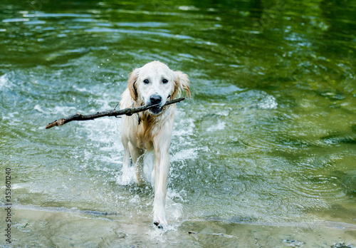Fototapeta Naklejka Na Ścianę i Meble -  Beautiful dog walking out of water