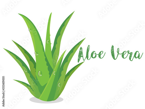 Fototapeta Naklejka Na Ścianę i Meble -  Fresh aloe vera plant isolated on white background, health care concept