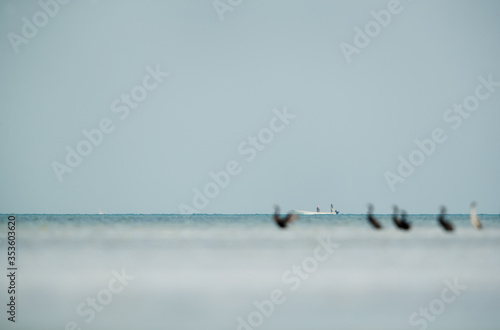Early morning fisher men moving in sea on speedboat. Bokeh of Cormorants can be seen in front.