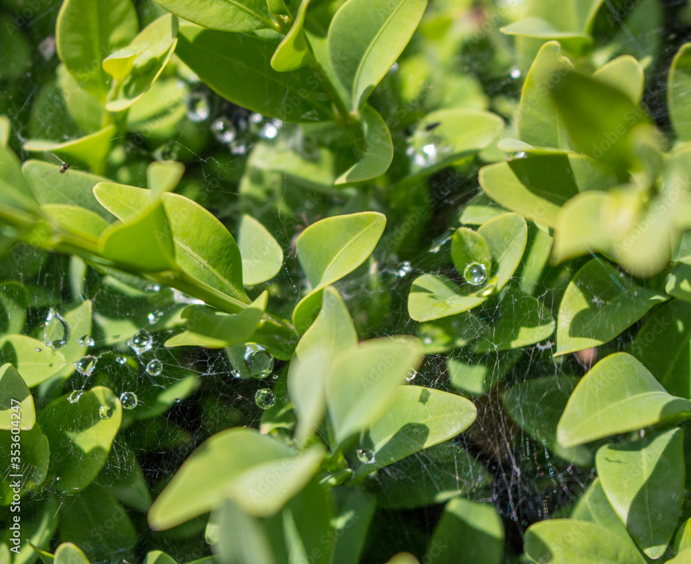 green leaves background with cobwebs and drops of water