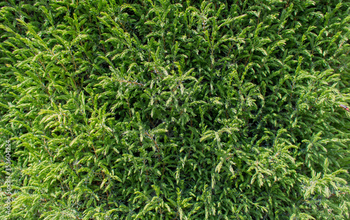 green grass background