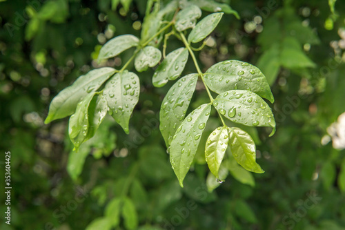 Wet green leaf in the garden