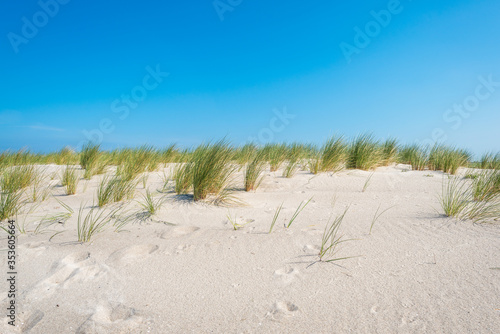 Coastal dune with Ammophila, grows in the sand at the beachside of the seaside resort of Graal-Müritz in the northeastern part of Germany in the federal state Mecklenburg Vorpommen