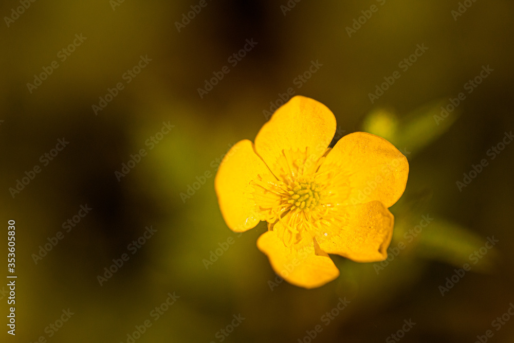 Butterblume Butterblume