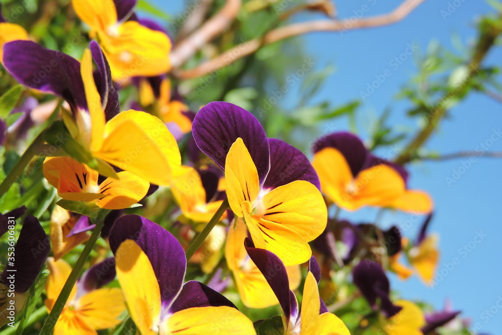 Bratek, Fołek ogrodowy Viola Bratek, Fołek ogrodowy Viola