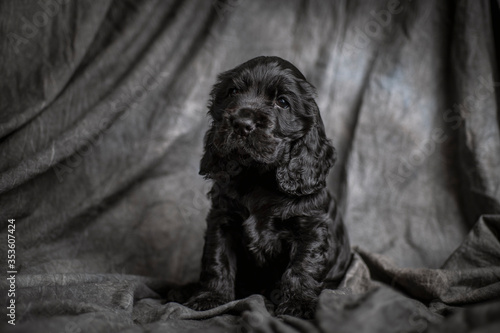 Obraz na płótnie black cocker spaniel