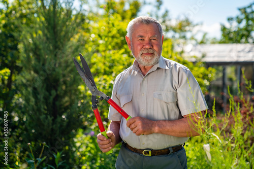 an elderly man with scissors for cutting bushes shear boxwood in shape of ball.