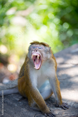 angry macaque with sharp fangs © Андрей Любишин