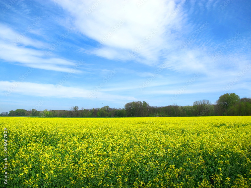 blühendes rapsfeld