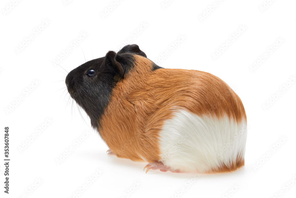 Guinea pig Cavia porcellus is a popular pet. Young tri-color guinea pig on a white background. Isolated photo. Studio portrait of a pet. Guinea pig Cavia porcellus is a popular pet. Young tri-color guinea pig on a white background. Isolated photo. Studio portrait of a pet.