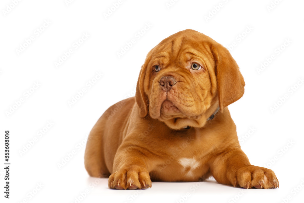 Puppy dog, isolated on white. Dogue de Bordeaux