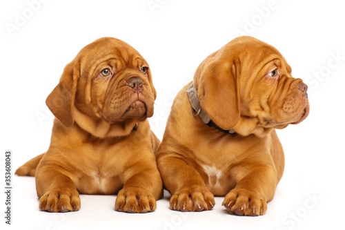 Two puppies  isolated on white. Dogue de Bordeaux