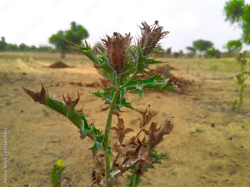 A thorny Indian grass or weed plant in desert area A thorny Indian grass or weed plant in desert area