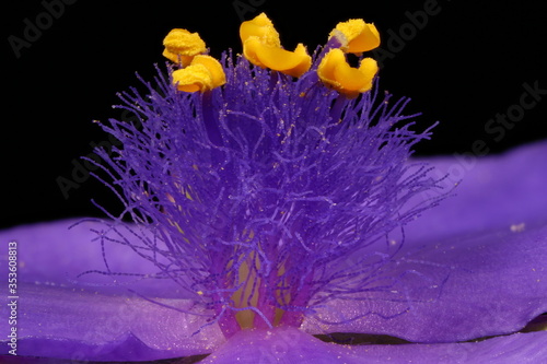 Garden Spiderwort (Tradescantia x andersoniana). Pistil and Stamens Closeup photo