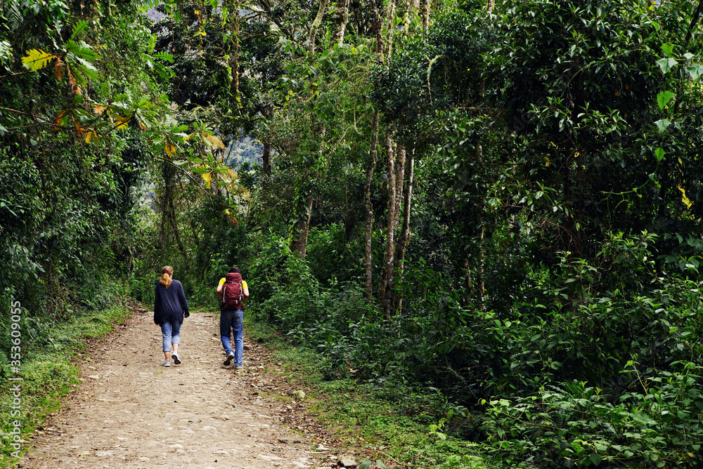 Tropical forest path in Cordiliera Central, Colombia, South America Tropical forest path in Cordiliera Central, Colombia, South America