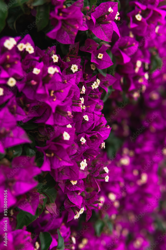 Flores purpuras con semilla amarilla en primavera