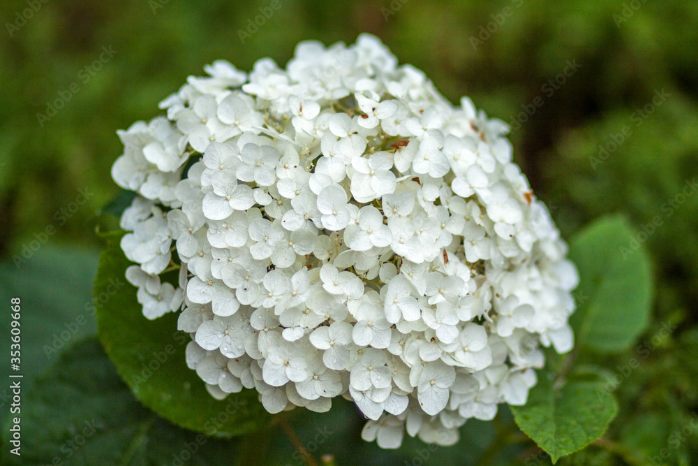 White blooming hydrengea close-up White blooming hydrengea close-up
