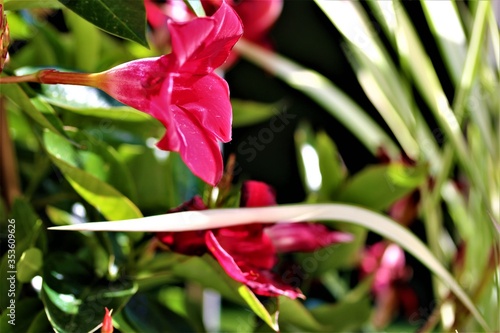 Blossom of Dipladenias with a green background photo