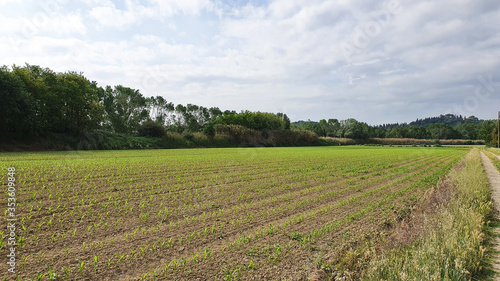 Cultivated field in the Umbrian countryside.