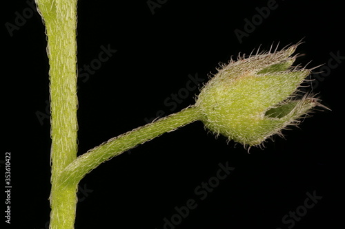 Wood Forget-Me-Not (Myosotis sylvatica). Calyx Closeup photo