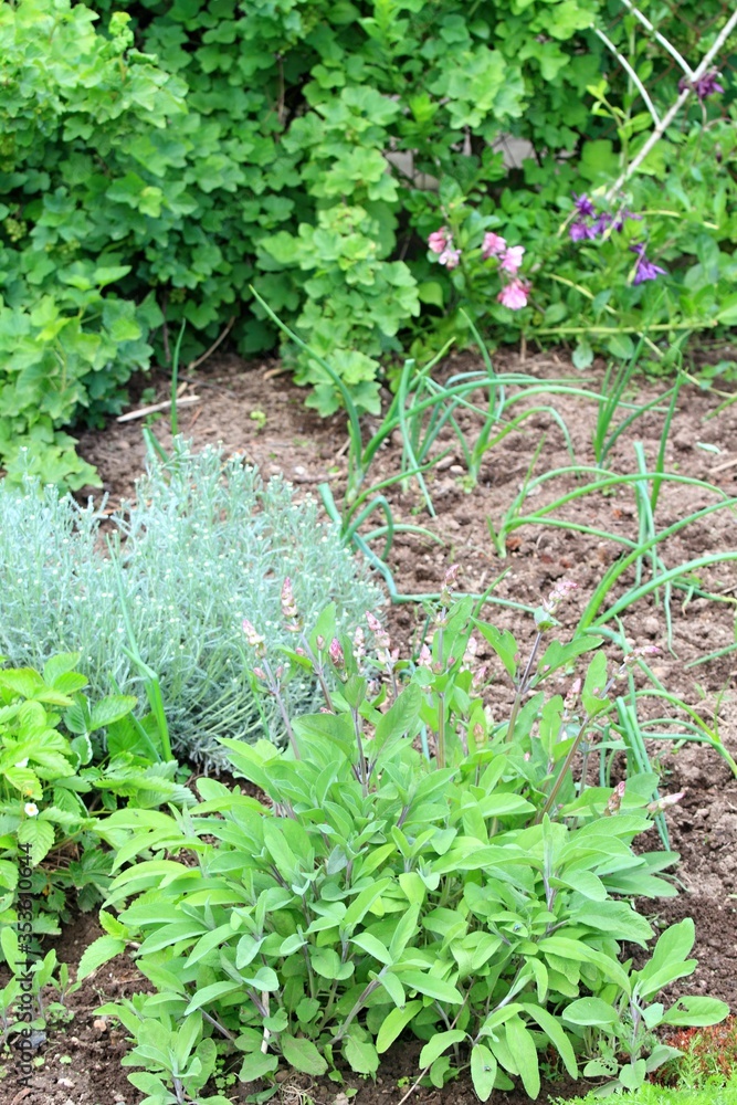 Obraz premium Organic permaculture garden with various herbs and onion. Strawberry in bloom, sage, onion, currant and flowers at the back, organic agriculture