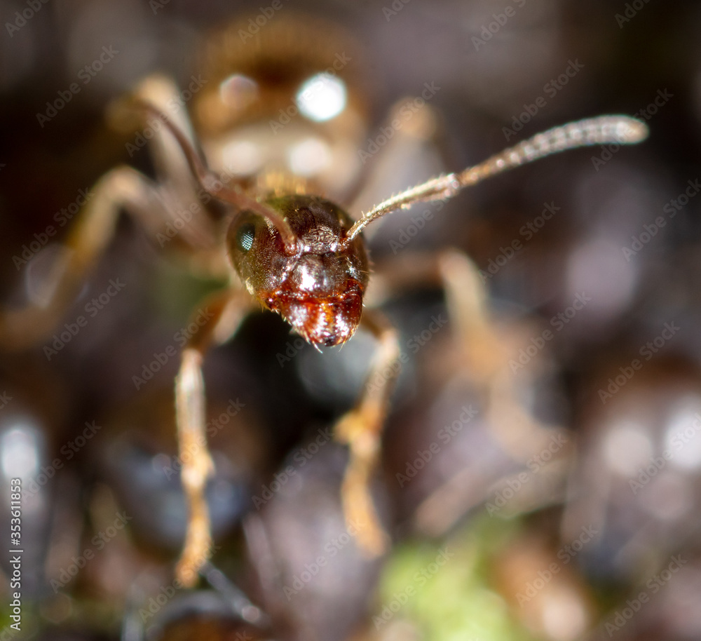 Portrait of an ant in nature. Portrait of an ant in nature.