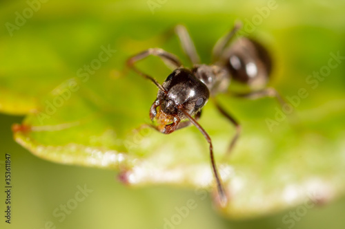 Portrait of an ant in nature. © schankz
