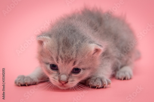 Little newborn kitten isolated on a pink background.