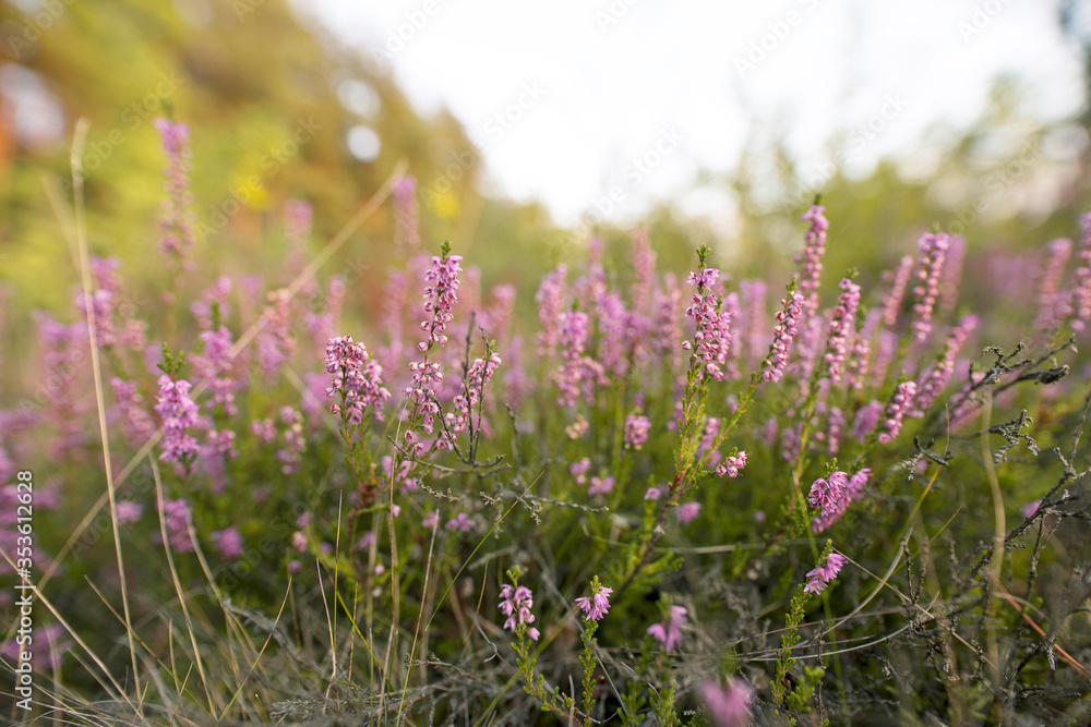 Obraz premium Heather macro shot. Close up view of the scotish heather growing in the summer.