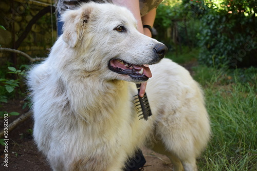 Beautiful female maremma sheepdog getting brushed