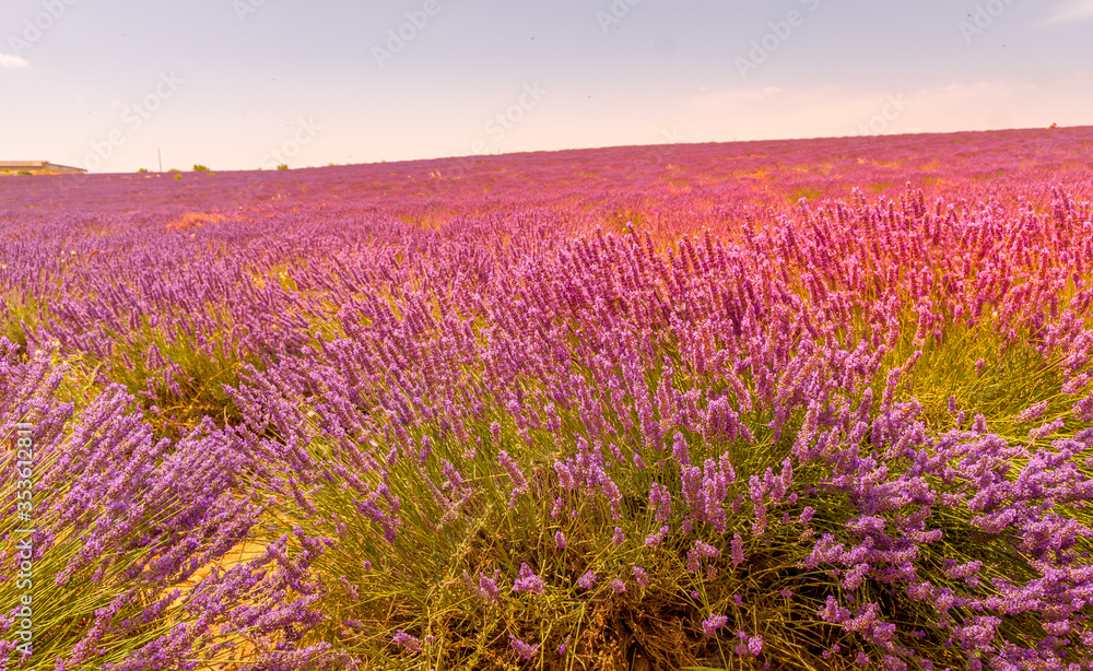Fototapeta premium Lavender field in Provence, south of France