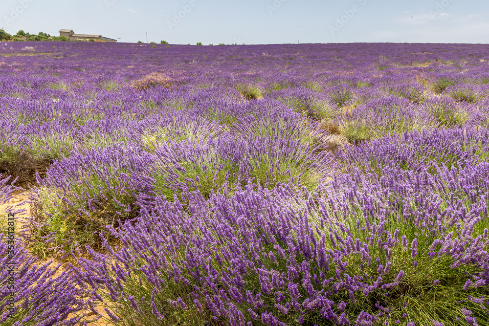 Obraz premium Lavender field in Provence, south of France
