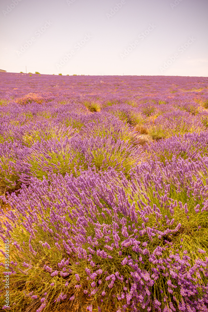 Obraz premium Lavender field in Provence, south of France