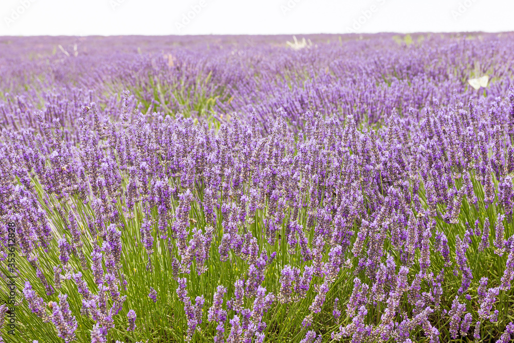 Naklejka premium Lavender field in Provence, south of France