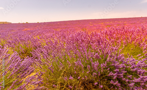 Lavender field in Provence, south of France