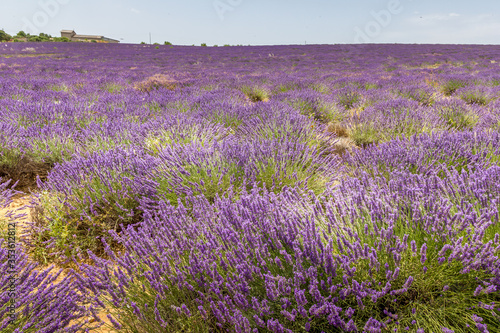 Lavender field in Provence  south of France