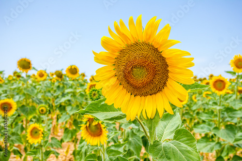 Sunflower field in Provence  South of France