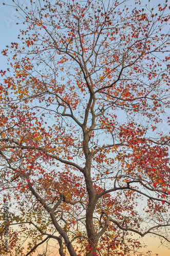 秋の樹木