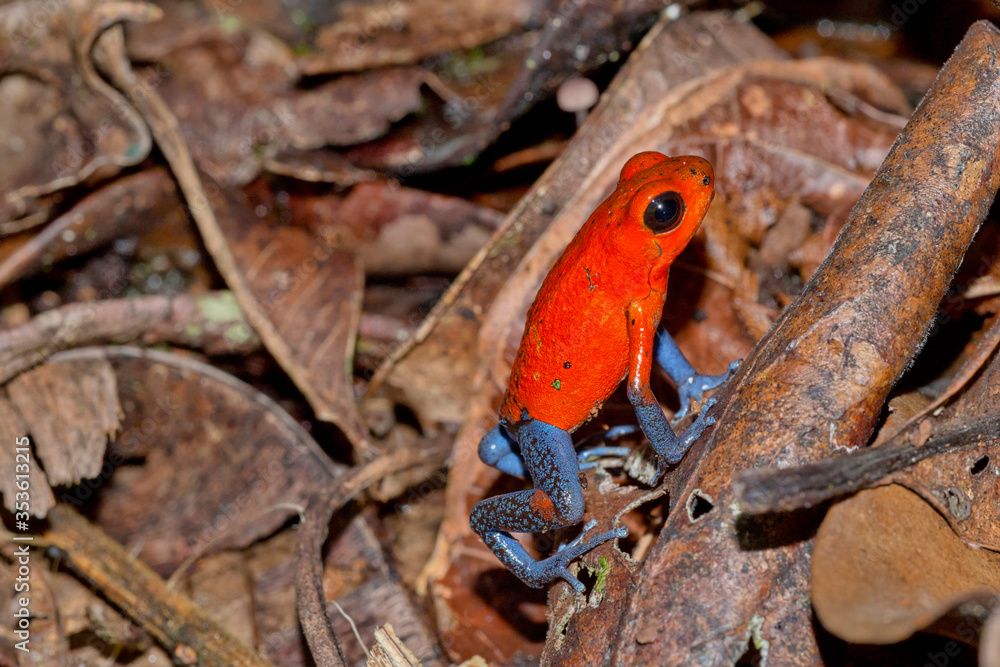 Obraz premium Dart Poison Frog, Blue Jeans, Oophaga pumilio, Dendrobates pumilio,Tropical Rainforest, Costa Rica, Central America, America