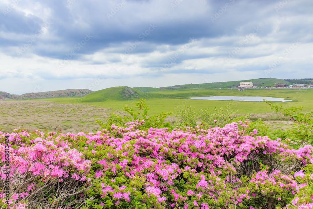 烏帽子岳から見たミヤマキリシマと草千里　熊本県阿蘇市　
Rhododendron kiusianum and Kusasenrigahama Seen from Mt. Eboshidake